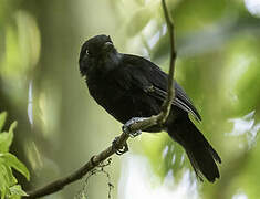 Cocha Antshrike