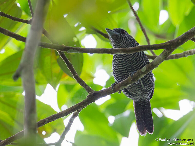 Fasciated Antshrike