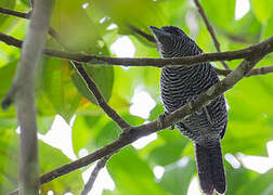 Fasciated Antshrike