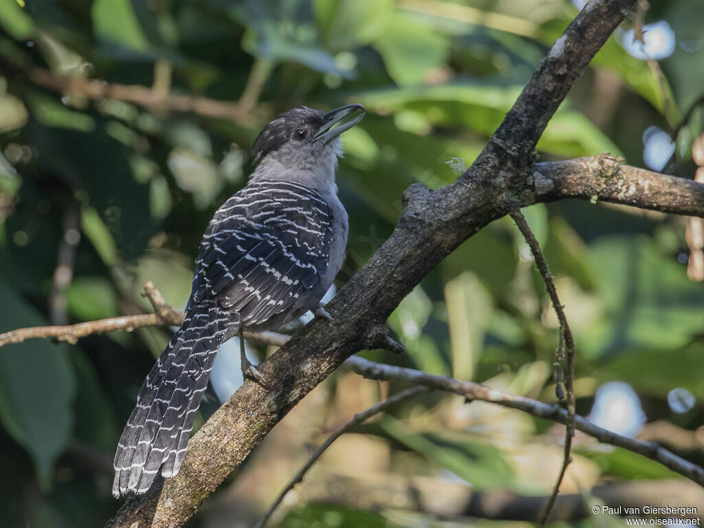 Giant Antshrike