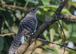 Giant Antshrike