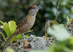 Giant Antshrike