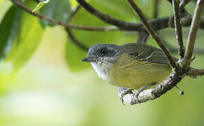 Plain Antvireo