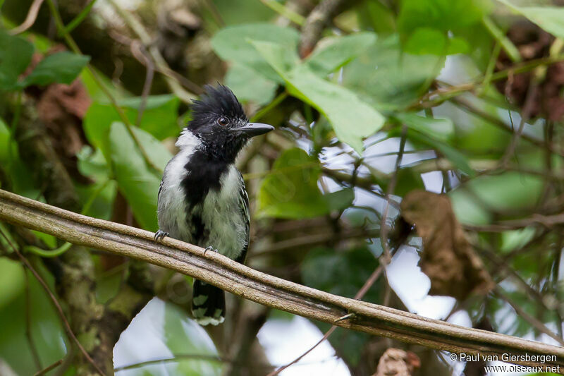 Black-crested Antshrike