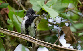 Black-crested Antshrike