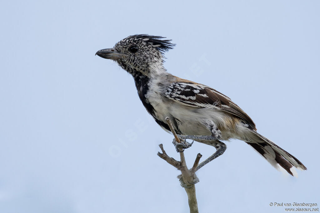 Black-crested Antshrike male adult