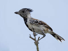 Black-crested Antshrike