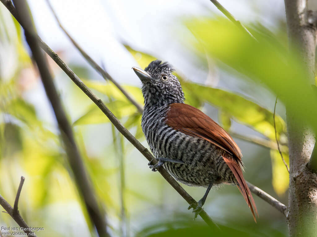 Chestnut-backed Antshrike male adult