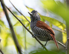 Chestnut-backed Antshrike