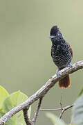 Chestnut-backed Antshrike