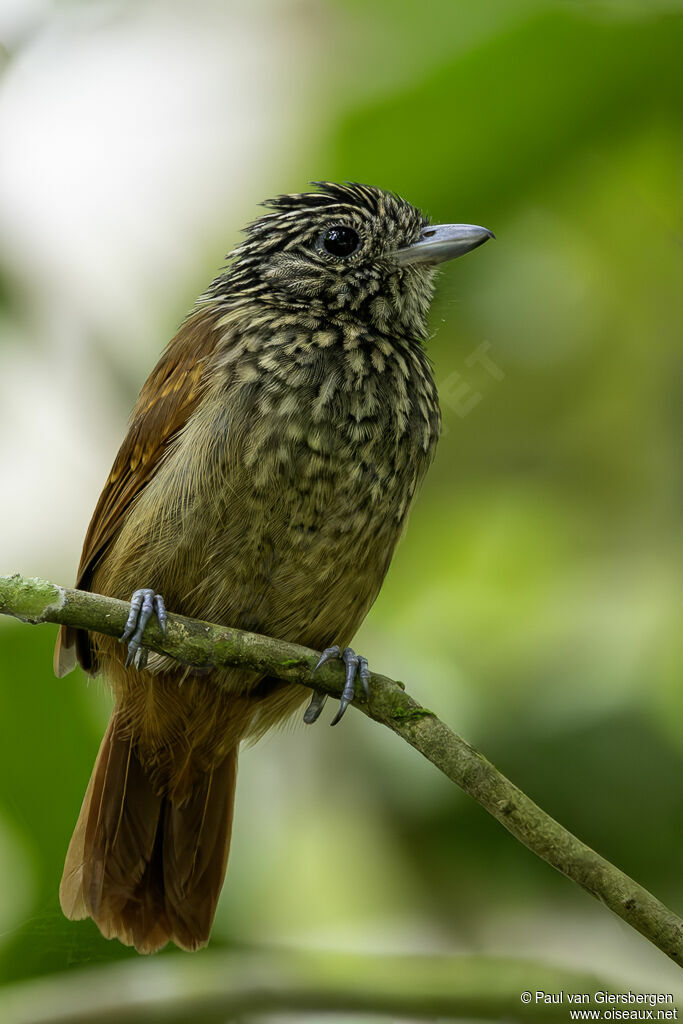 Batara noir femelle adulte