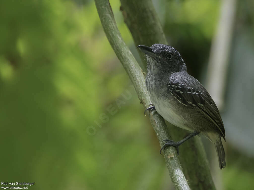 Spot-crowned Antvireo male adult, identification