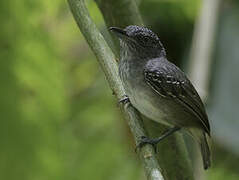 Spot-crowned Antvireo