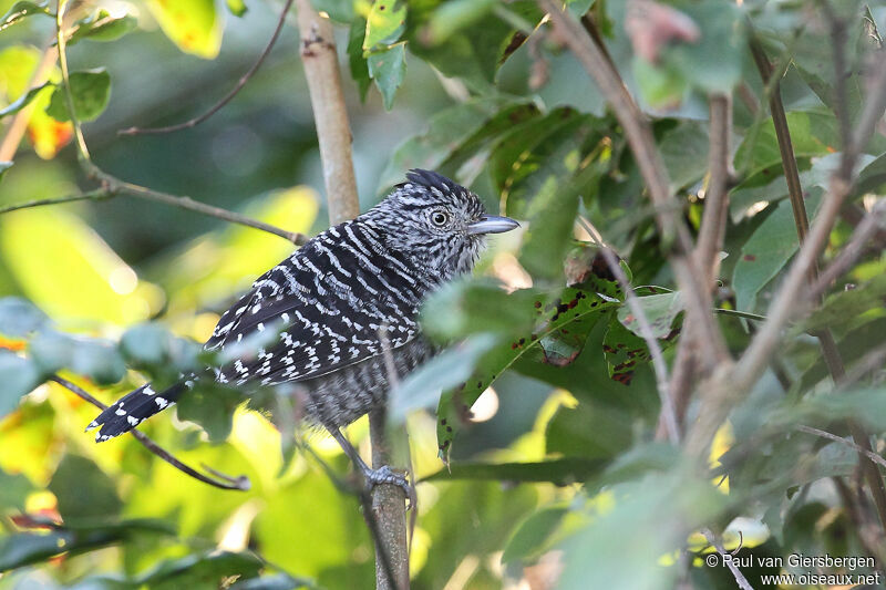 Barred Antshrike