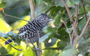 Barred Antshrike