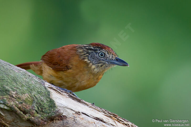 Barred Antshrike