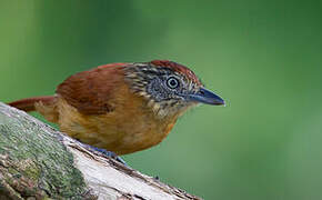 Barred Antshrike