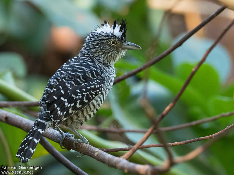 Batara rayé mâle adulte, identification