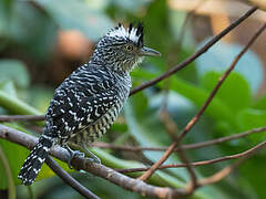 Barred Antshrike