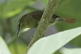 Russet Antshrike