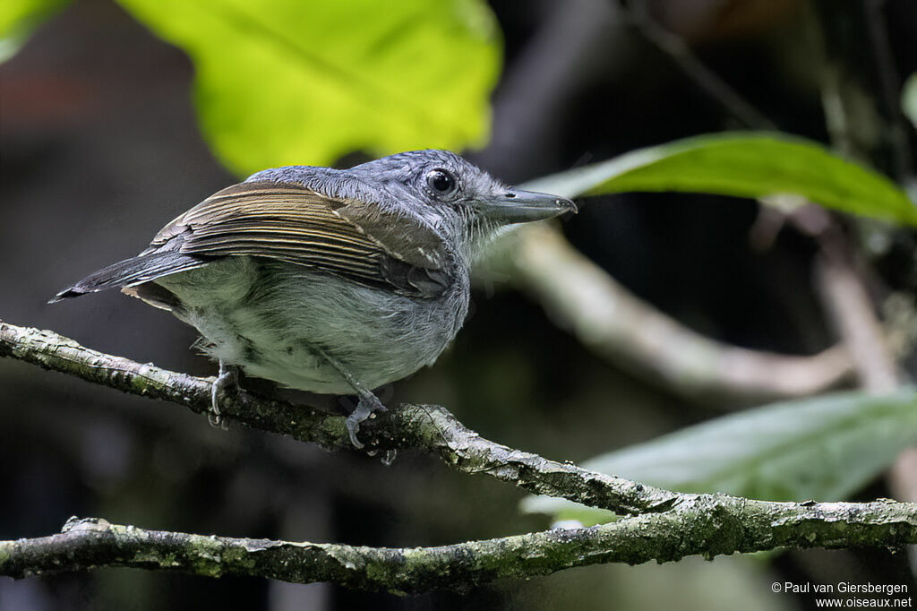 Batara souris mâle adulte