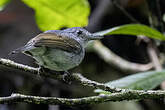 Batara souris