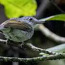 Batara souris