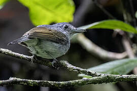 Batara souris