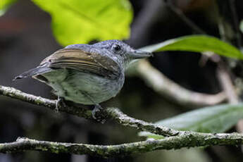 Batara souris
