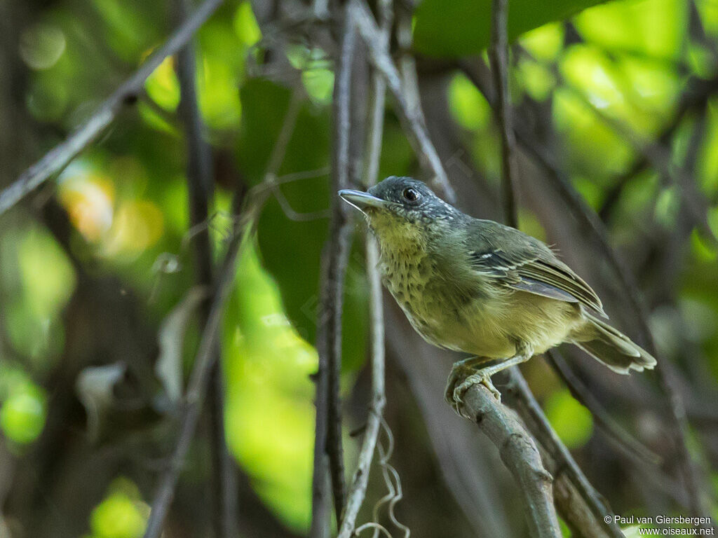 Spot-breasted Antvireo