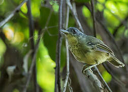 Spot-breasted Antvireo