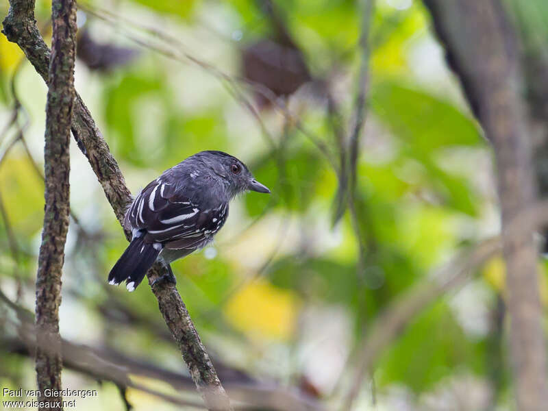 Northern Slaty Antshrike male adult