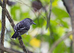 Northern Slaty Antshrike