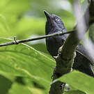 Batara unicolore