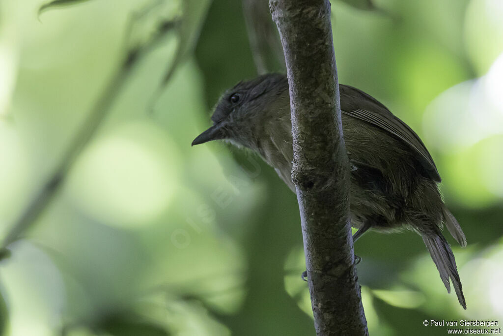 Uniform Antshrike female adult