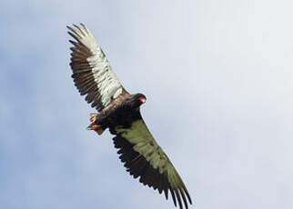 Bateleur des savanes