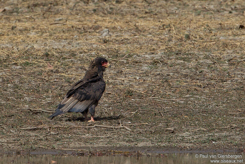 Bateleur des savanes