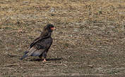 Bateleur des savanes