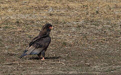 Bateleur des savanes