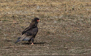 Bateleur des savanes