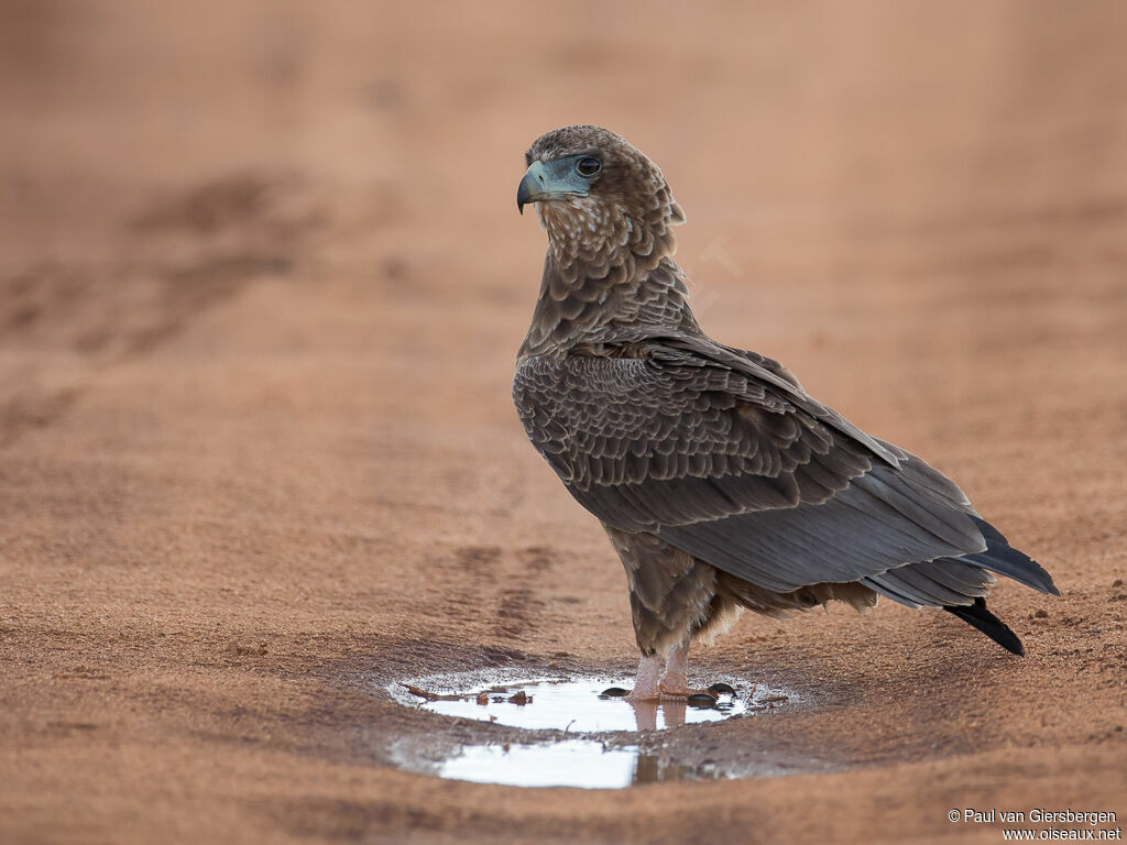 Bateleur des savanesimmature