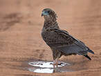 Bateleur des savanes