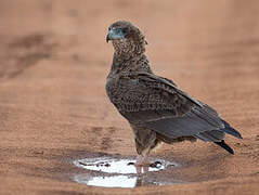 Bateleur des savanes