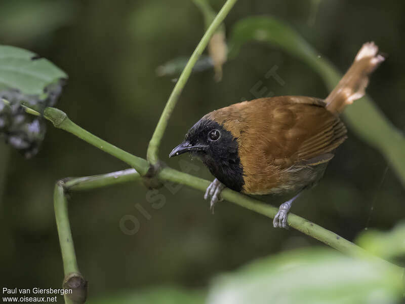Black-faced Rufous Warbler male adult, close-up portrait