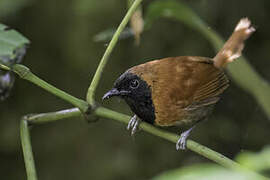 Black-faced Rufous Warbler