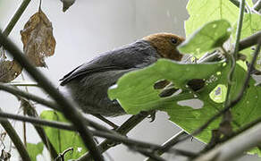 Rubeho Warbler