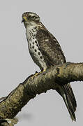 African Cuckoo-Hawk