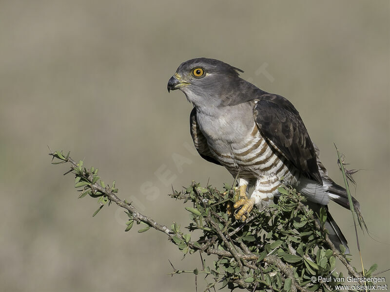 African Cuckoo-Hawkadult