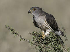 African Cuckoo-Hawk