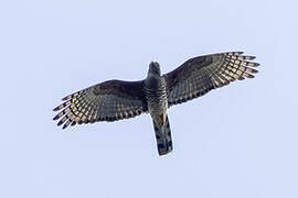 African Cuckoo-Hawk